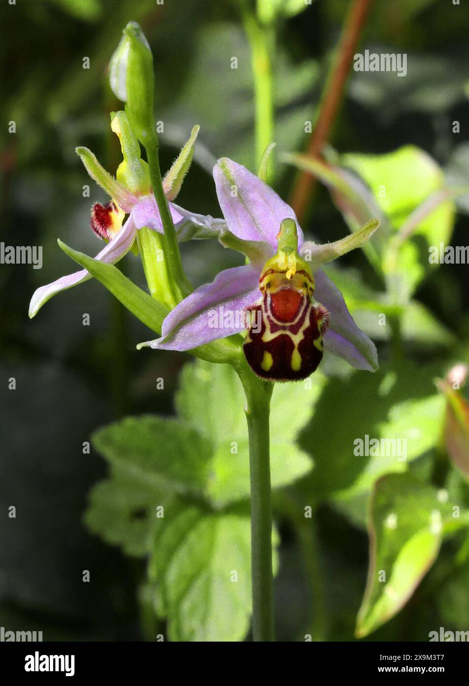Orchidea, Ophrys apifera var. Aurita, Orchidaceae. Chilterns, Bedfordshire, Regno Unito. Foto Stock