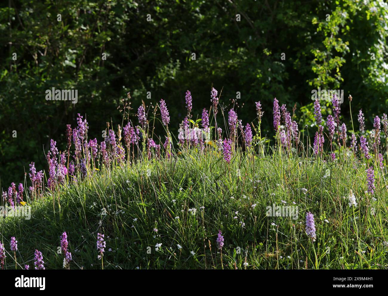Una massa di Orchidee profumate di gesso o Orchidee profumate, Gymnadenia conopsea, Orchidaceae. Ragpits Nature Reserve, Aston Clinton, Buckinghamshire, Regno Unito Foto Stock