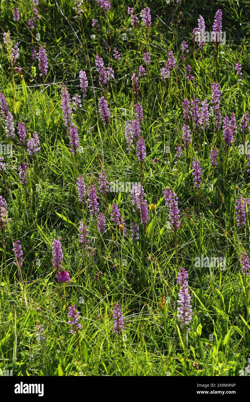 Una massa di Orchidee profumate di gesso o Orchidee profumate, Gymnadenia conopsea, Orchidaceae. Ragpits Nature Reserve, Aston Clinton, Buckinghamshire, Regno Unito Foto Stock