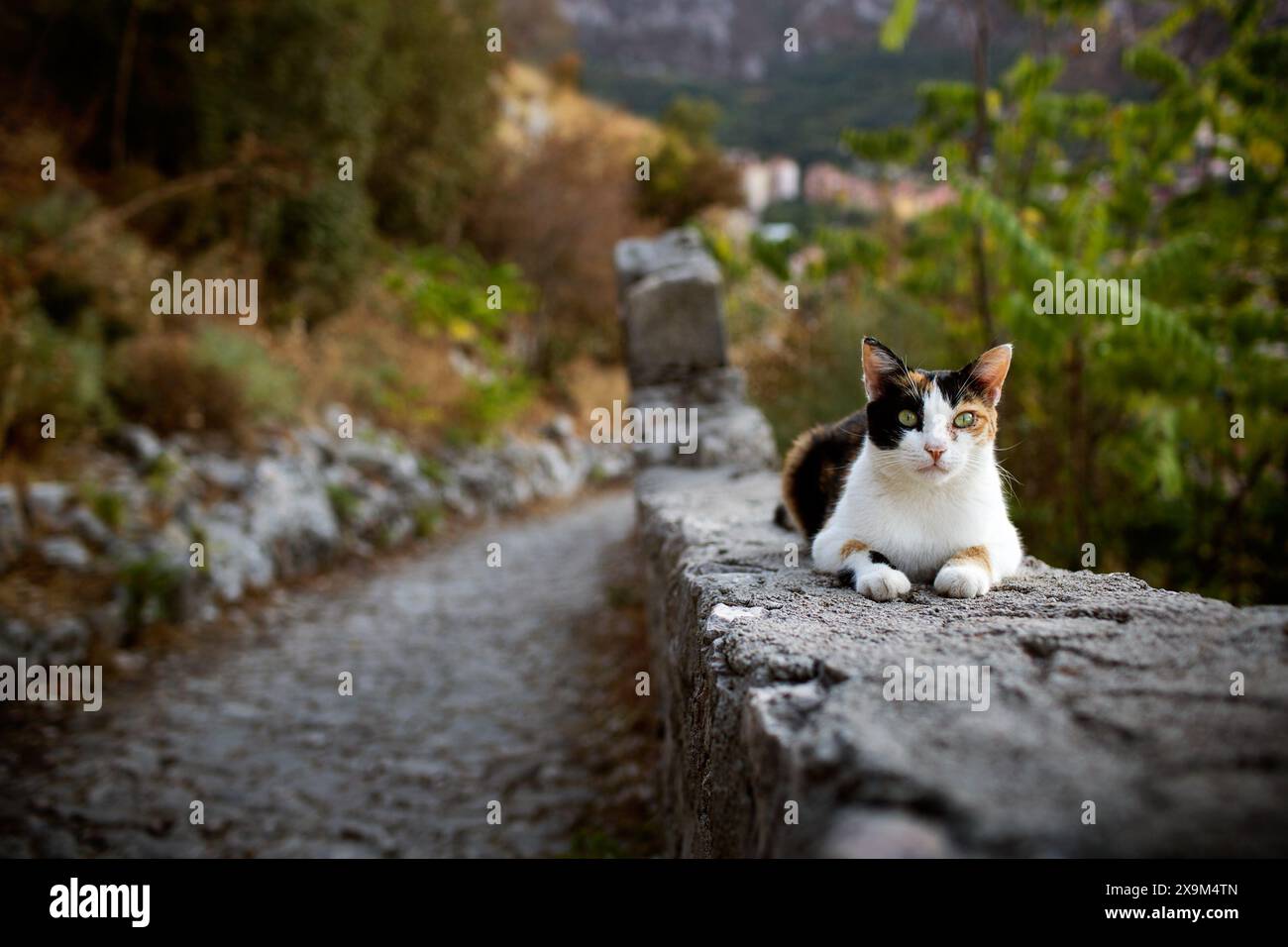 Cat Sat su Long Stone Wall Foto Stock