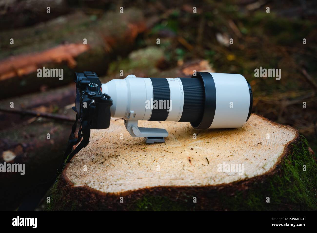 fotocamera, teleobiettivo, foresta, fotografia, natura, esterno, attrezzature, fotografia naturalistica, teleobiettivo Foto Stock