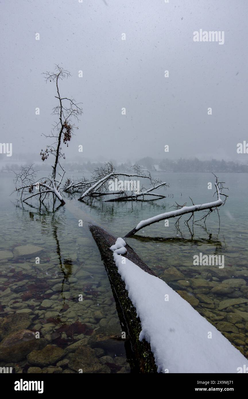 tegernsee in inverno, tegernsee, inverno, lago, sole, ghiaccio, congelato, strato di ghiaccio, ramo, albero, montagne, lago di montagna Foto Stock