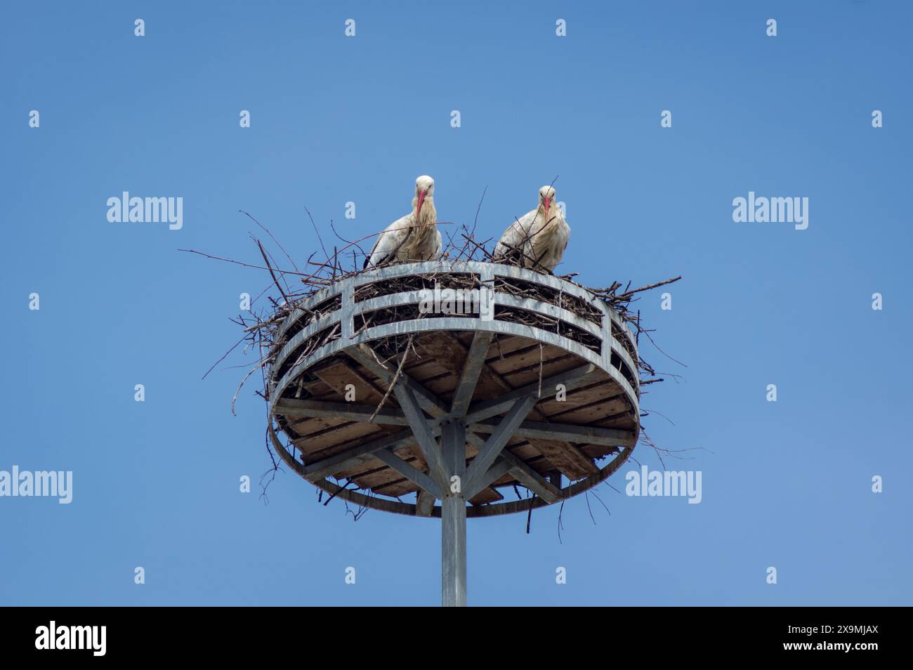 cicogne, nido, città, fauna selvatica urbana, nido di cicogne, tetti, camino, uccelli, natura in città, uccelli urbani, riproduzione, uccelli grandi, fauna selvatica, nidificazione Foto Stock