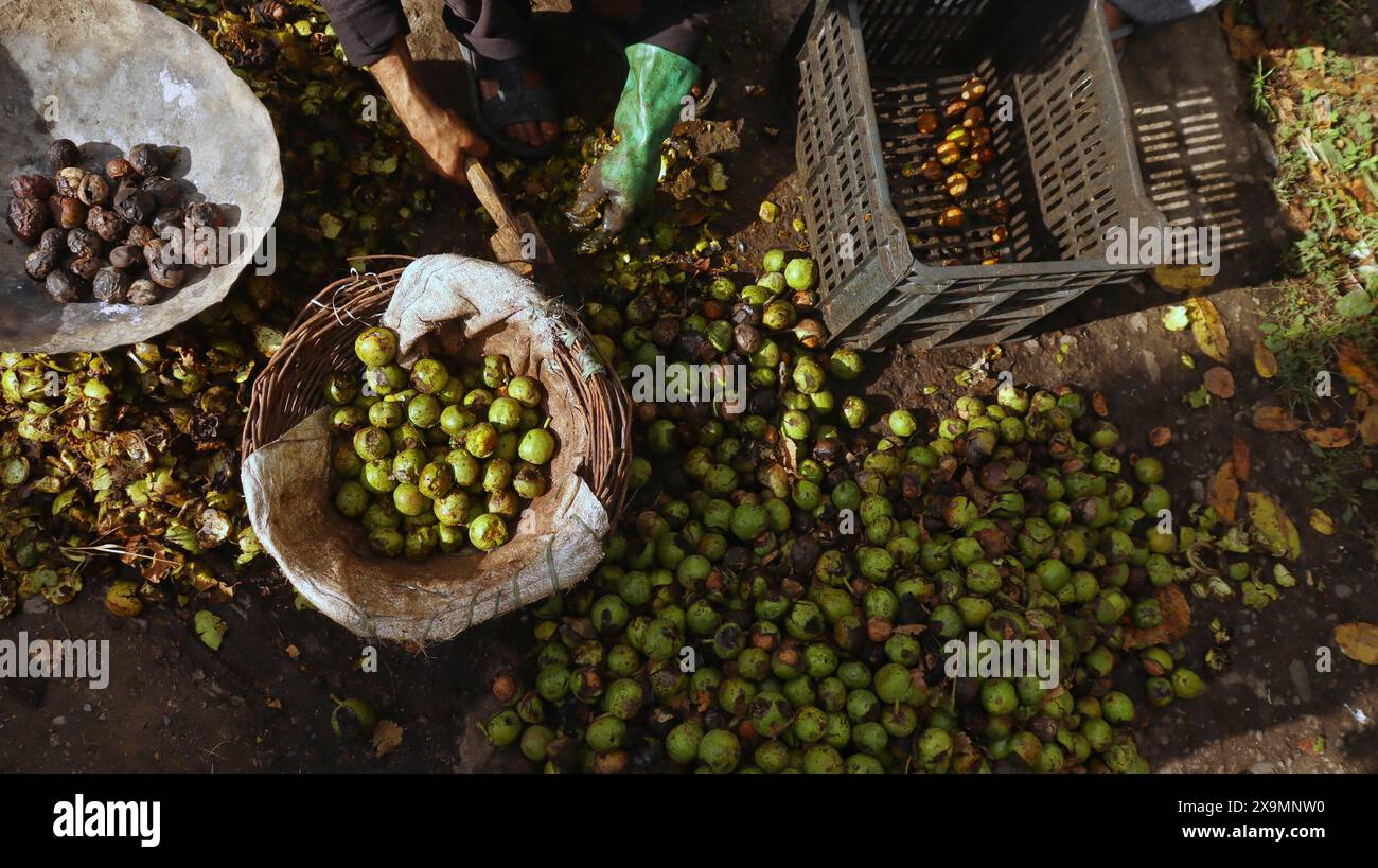 Raccolta di noci con cesti e casse a terra durante l'autunno Foto Stock