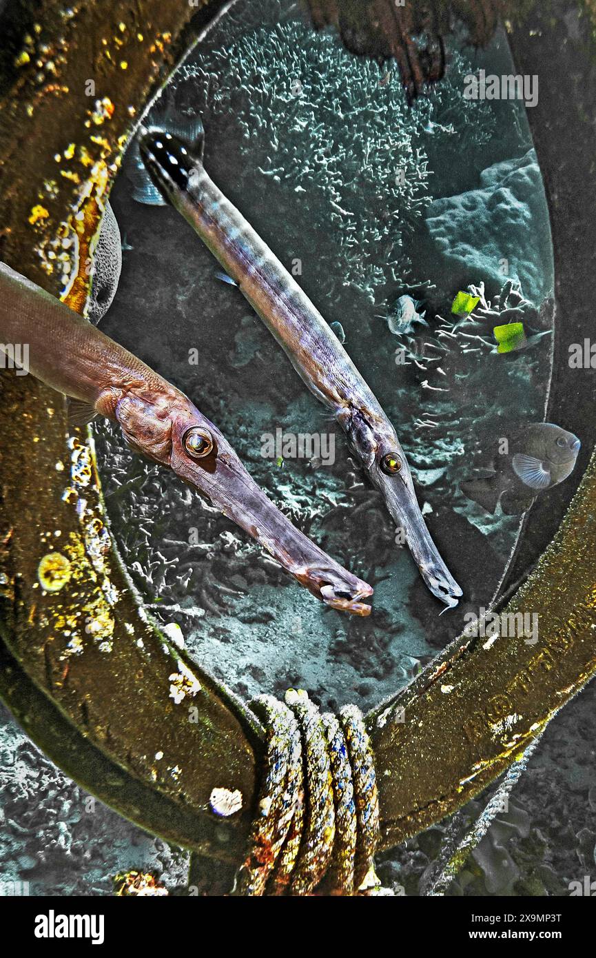 Tromba cinese (Aulostomus chinensis), Wakatobi Dive Resort, Sulawesi, Indonesia Foto Stock