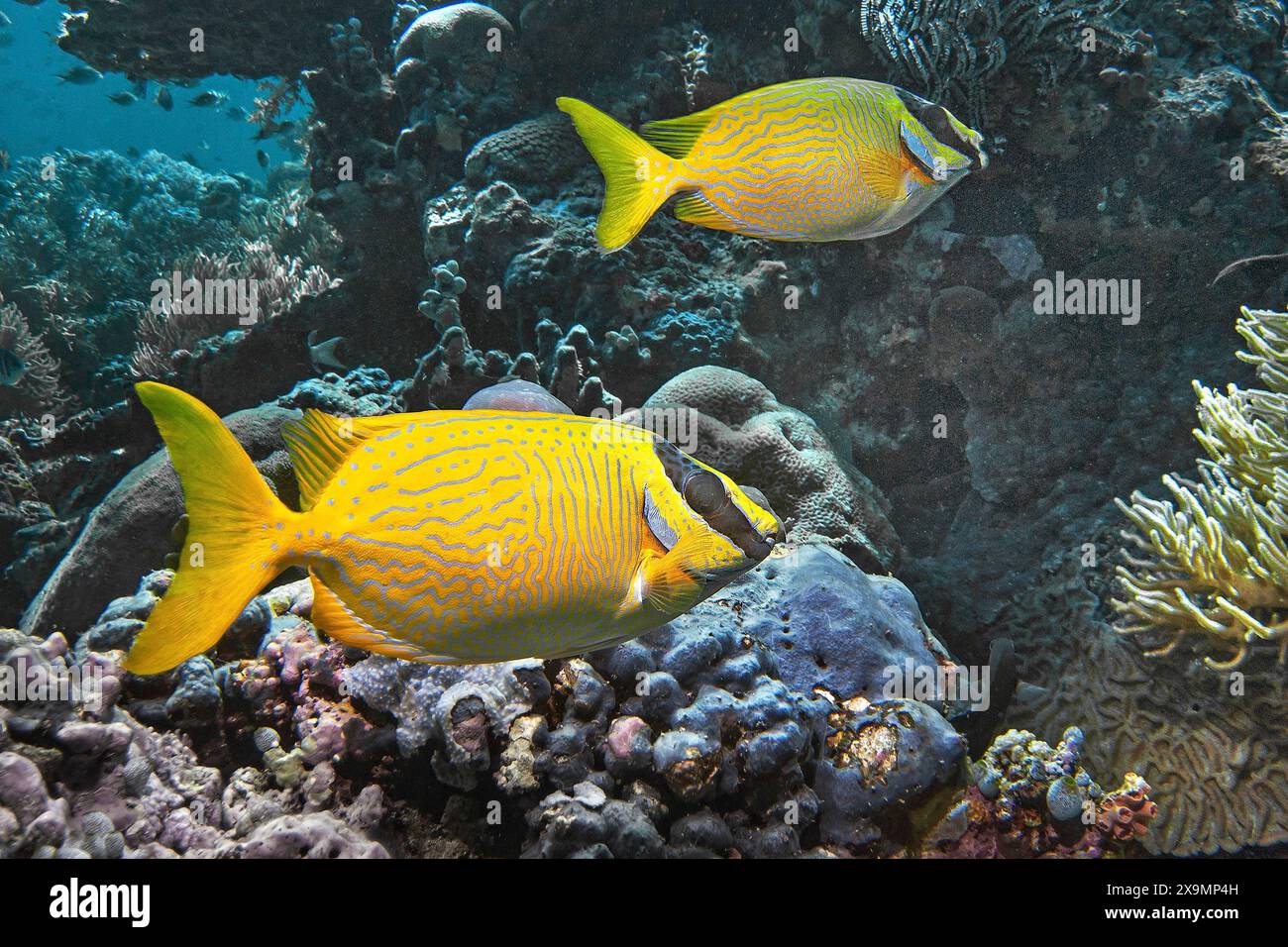 Pesce rabbino mascherato (Siganus puellus), Wakatobi Dive Resort, Sulawesi, Indonesia Foto Stock