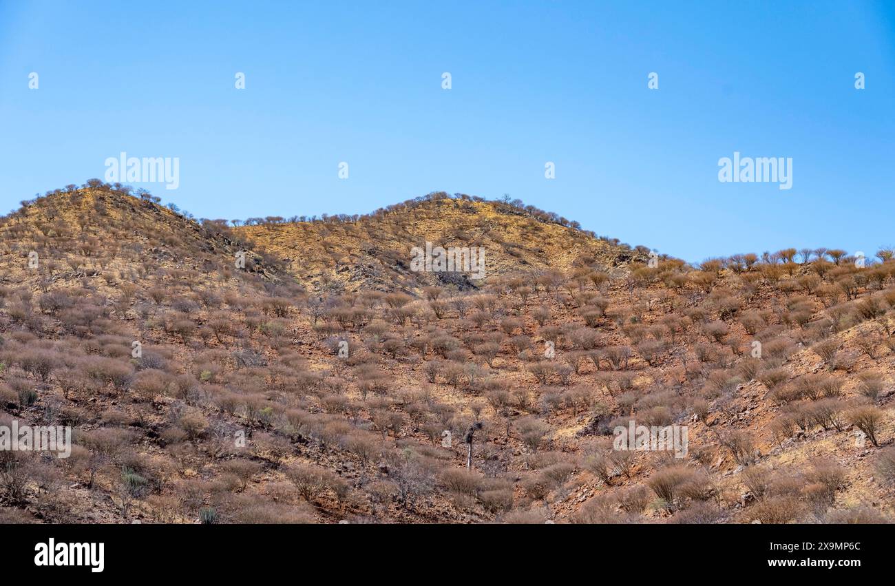 Arido paesaggio con colline rosse e gialle, Kaokoveld, Kunene, Namibia Foto Stock