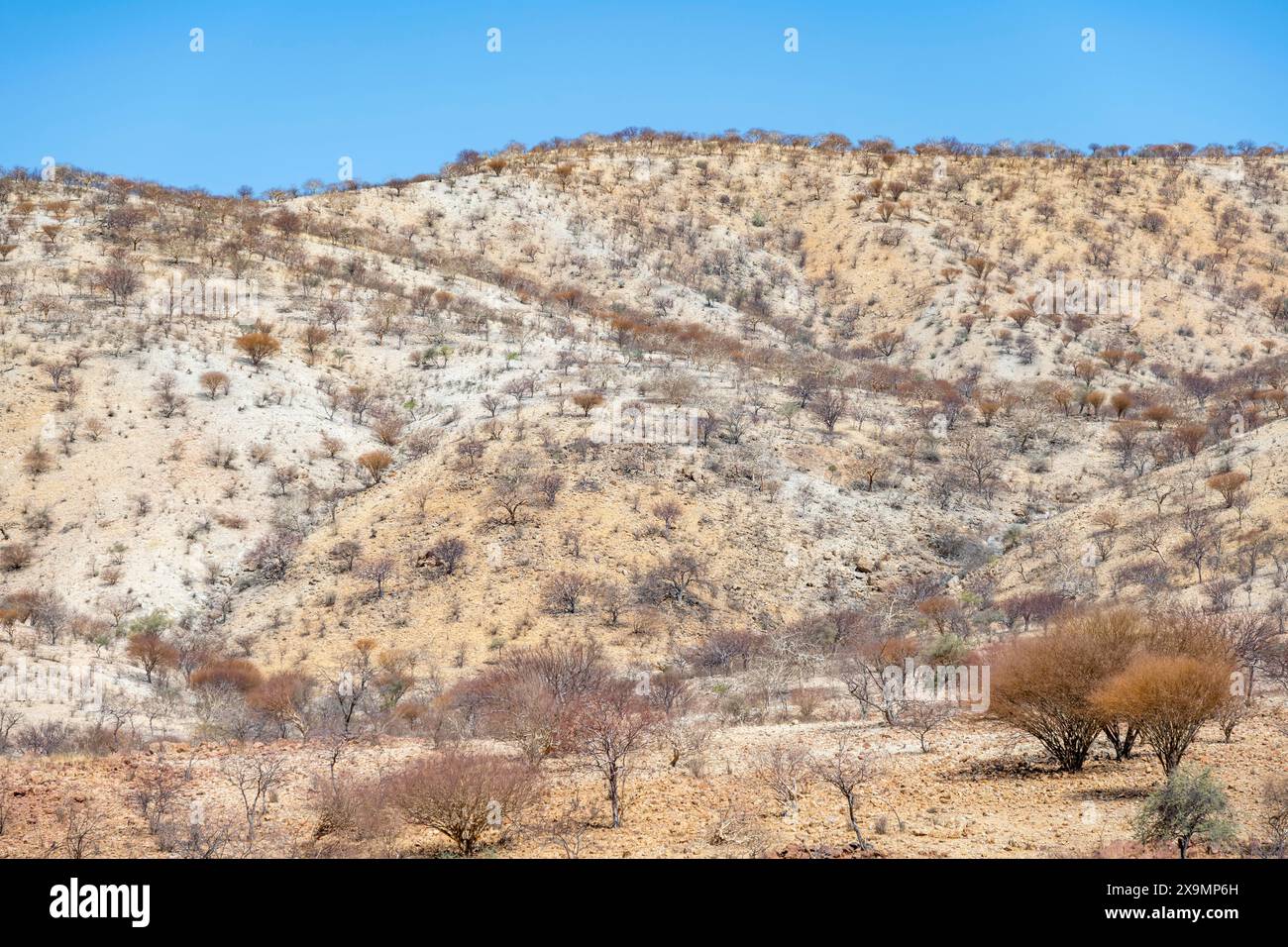 Arido paesaggio con colline bianche e gialle, Kaokoveld, Kunene, Namibia Foto Stock