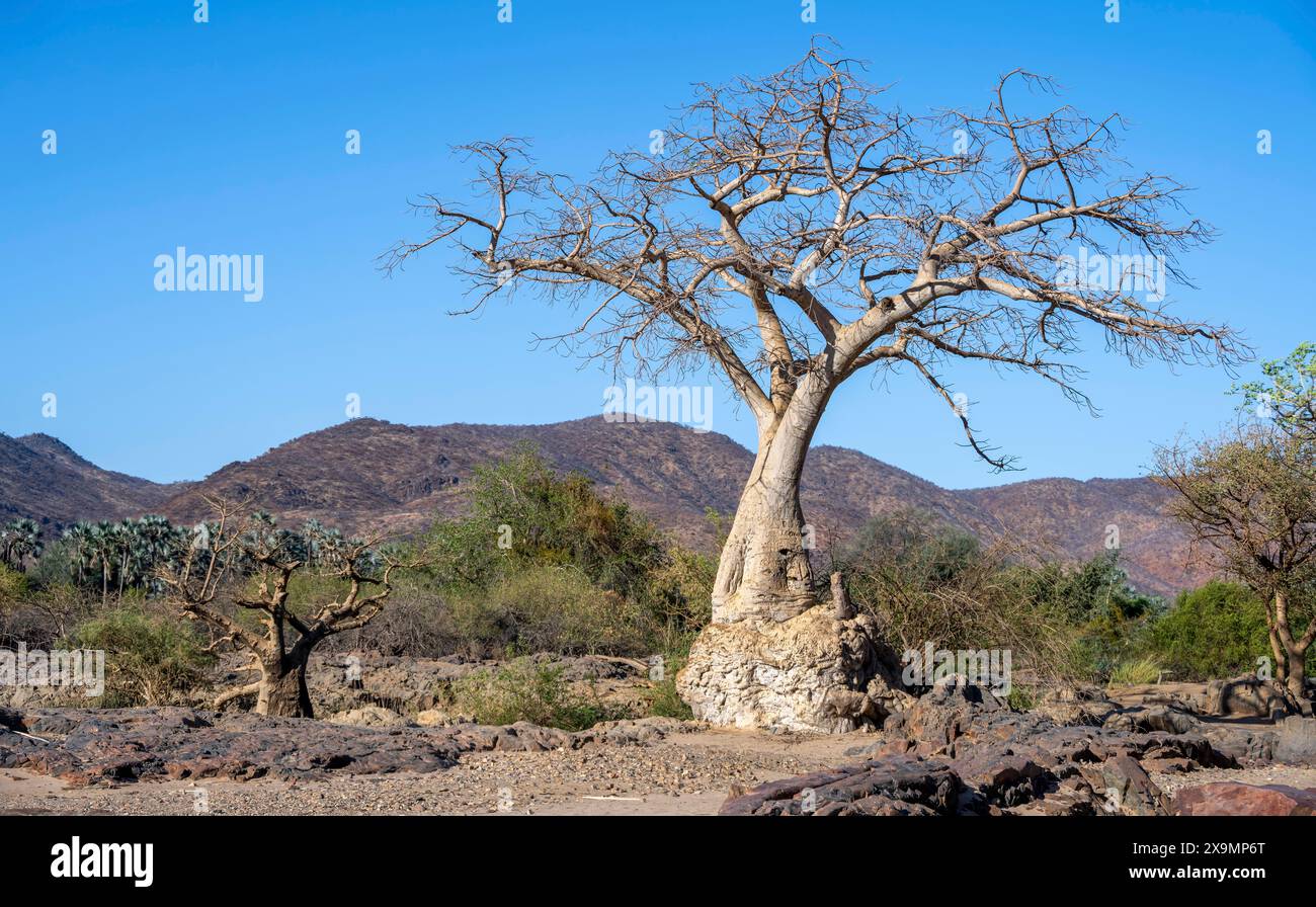 Baobab africano (Adansonia digitata), arido paesaggio con colline, Kaokoveld, Kunene, Namibia Foto Stock