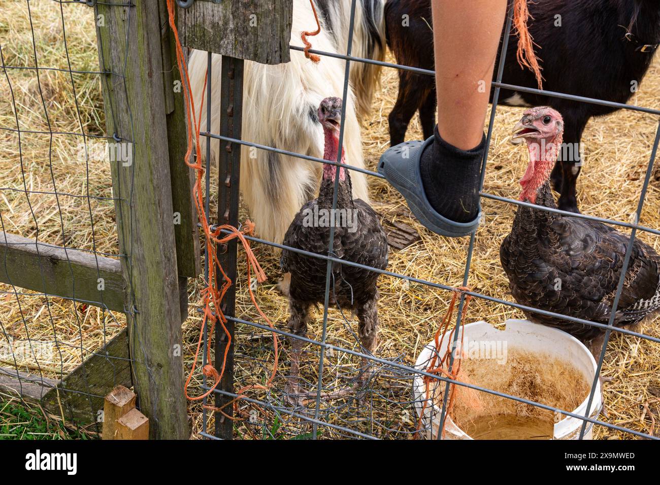 Un bambino sale su una recinzione per dare da mangiare ai tacchini e ai pony in una fattoria dell'Indiana nord-orientale. Foto Stock