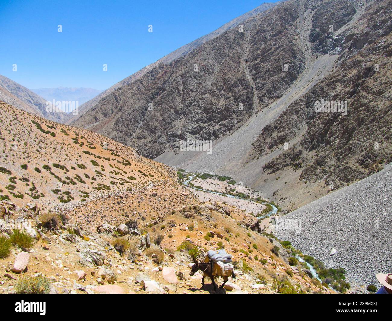 Un asino che cammina lungo le valli dei Monti Elqui nel nord del Cile Foto Stock