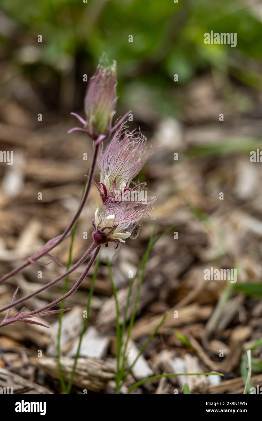 Vista astratta della consistenza sfocata del fumo della prateria (geum triflorum) fiori perenni in fiore, con peli di fumo viola Foto Stock