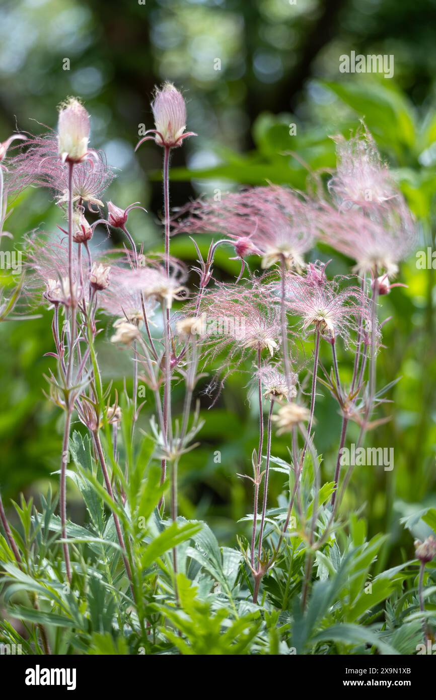 Vista eterea astratta macro di fiori di fumo di prateria in fiore (geum triflorum), con capelli rossi molli simili a fumo e sfondo sfocato Foto Stock