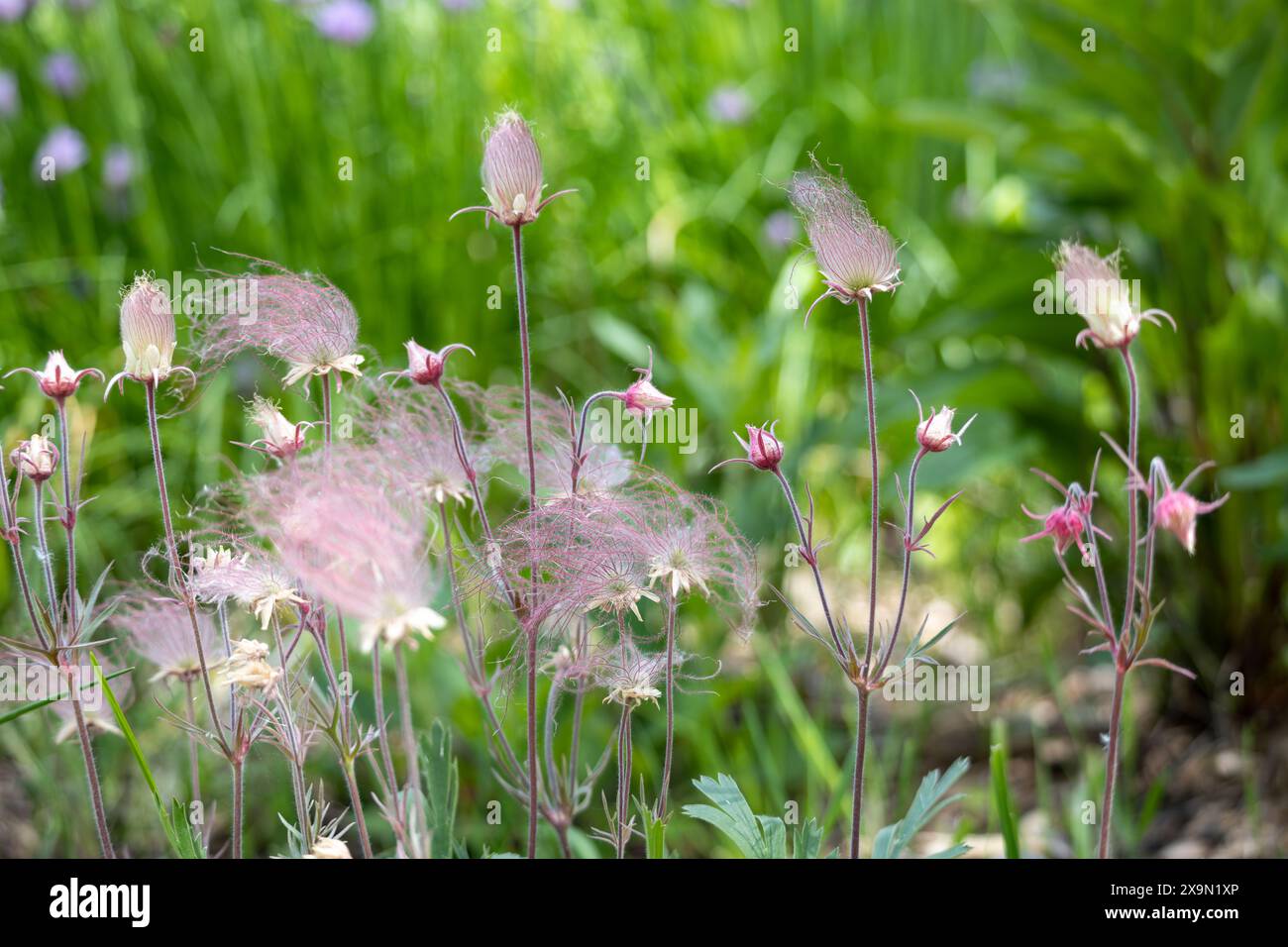 Vista eterea astratta macro di fiori di fumo di prateria in fiore (geum triflorum), con capelli rossi molli simili a fumo e sfondo sfocato Foto Stock