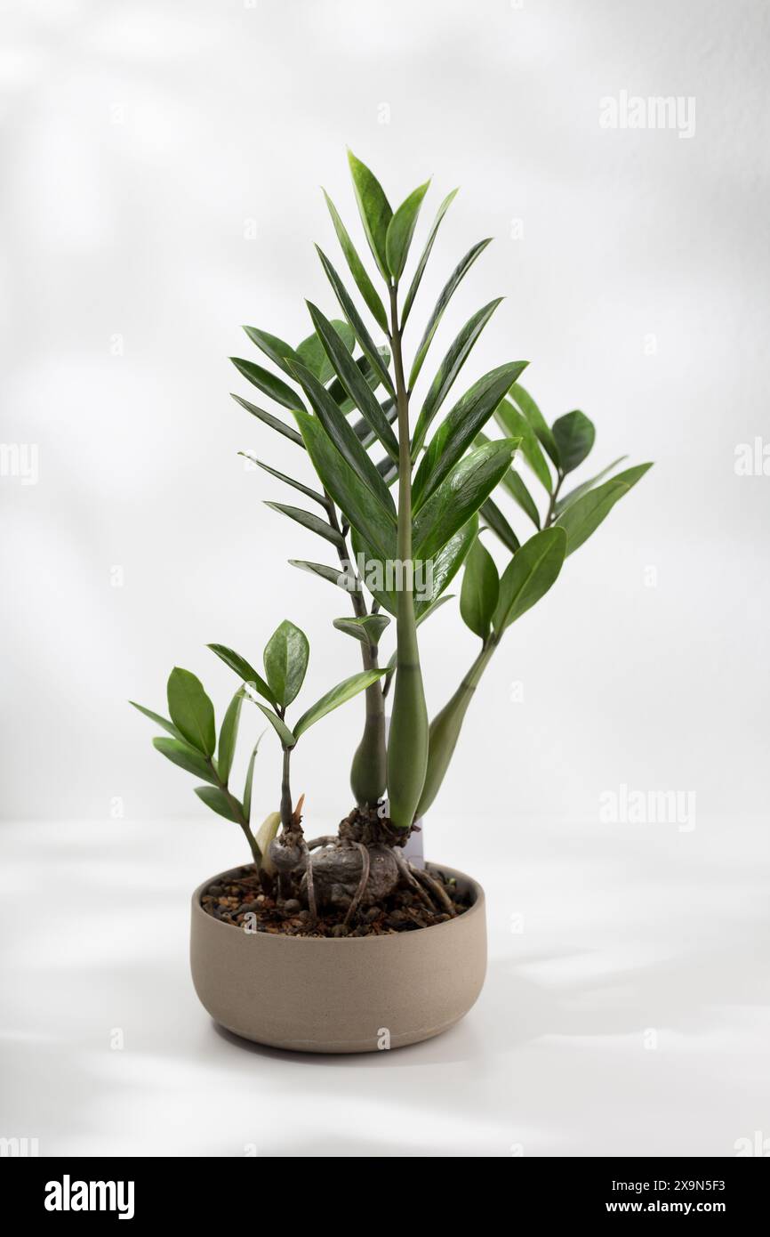 Una vibrante pianta in vaso al coperto che mostra una lussureggiante vegetazione e una bellezza organica su uno sfondo sottile. Foto Stock