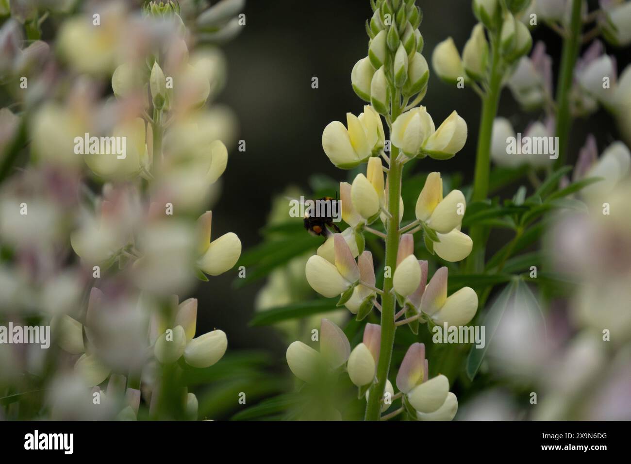 bumblebee (bombus terrestris) dalla coda di bue sul fiore giallo Russell Lupin nell'Isola del Sud, nuova Zelanda. Foto Stock