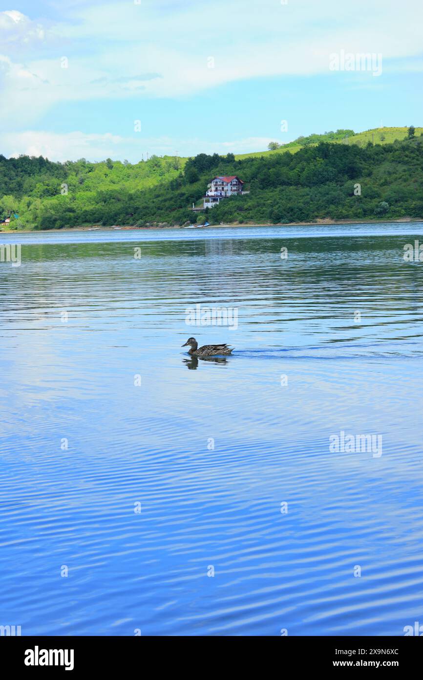 Anatra sul lago di Cincis in una calda giornata di giugno Foto Stock