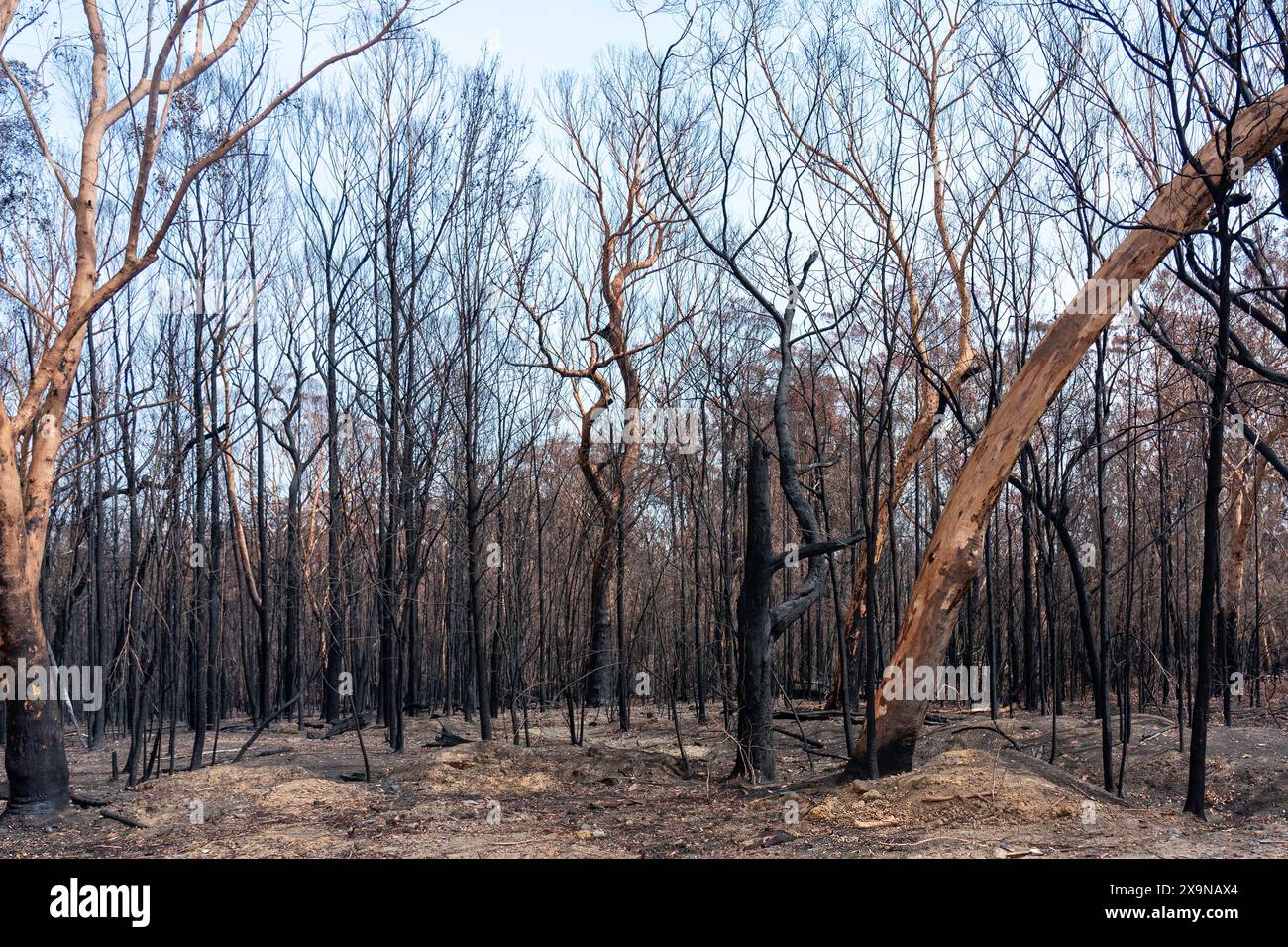 Dopo gli incendi boschivi australiani: Alberi bruciati danneggiati dall'incendio Foto Stock