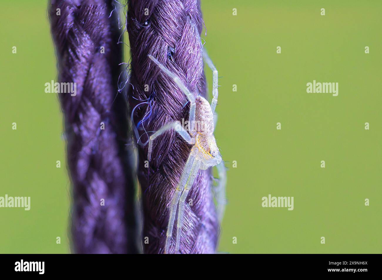 Foto macro del ragno del granchio del nord, immagine della pila di messa a fuoco (Mecaphesa asperata) Foto Stock