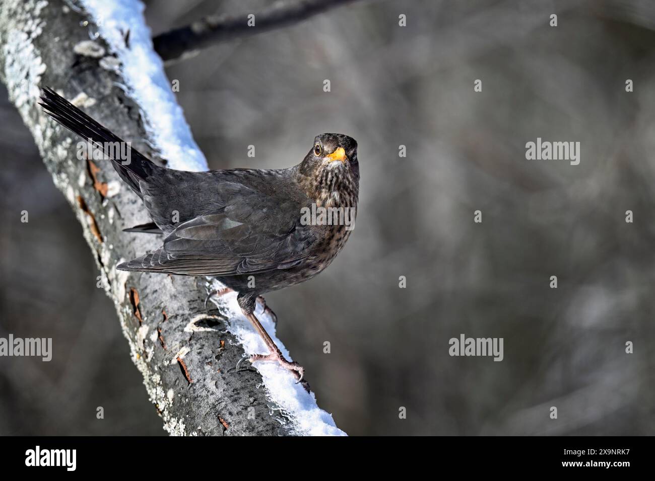 Merlo in inverno Foto Stock