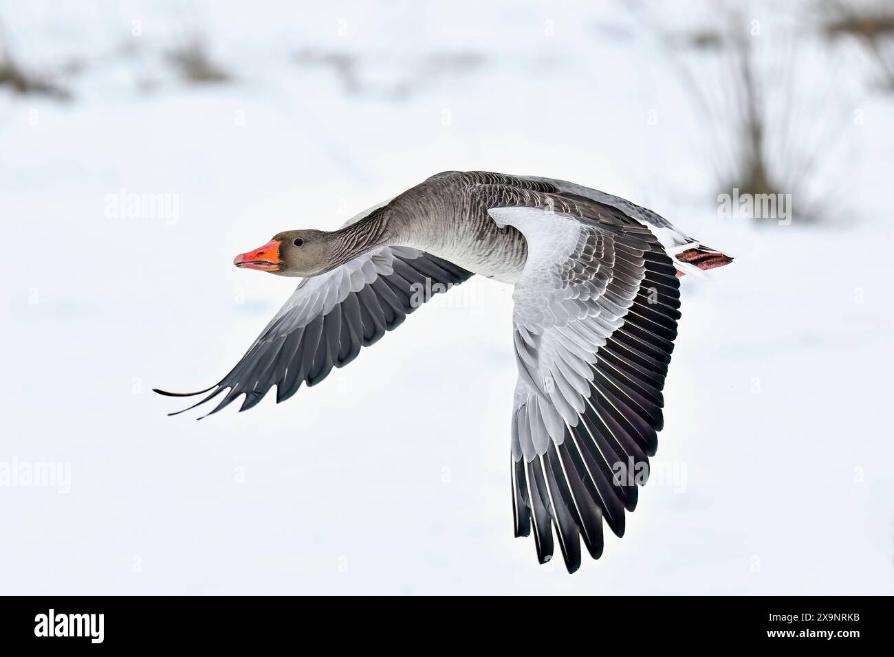 Greylag Goose a tutta velocità Foto Stock