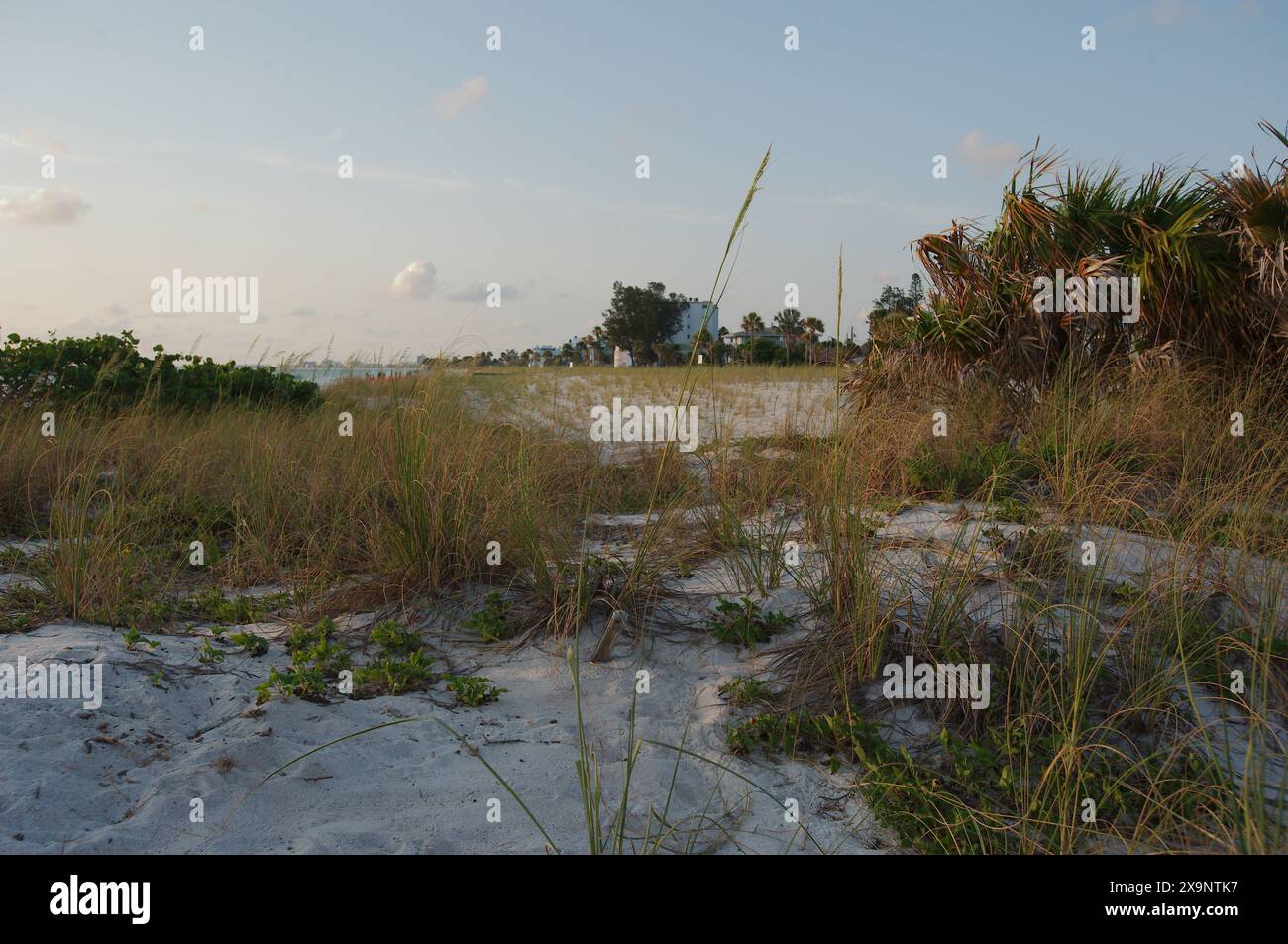Ampia vista della spiaggia di Pass-a-Grille a St. Pete Beach, Florida, che guarda a nord sopra l'avena verde e la sabbia. Onde in acqua, vicino al tramonto con il blu Foto Stock