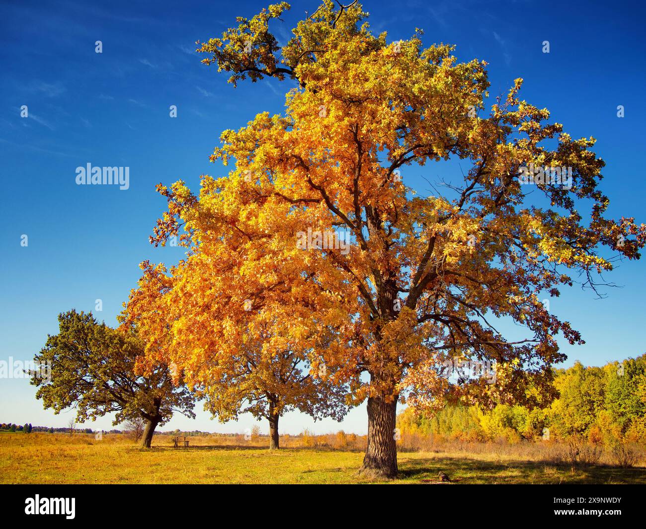 Un vibrante albero autunnale con foglie dorate sotto un cielo azzurro limpido, fiancheggiato da alberi più piccoli e da un prato. L'immagine mostra un grande albero con folia gialla Foto Stock