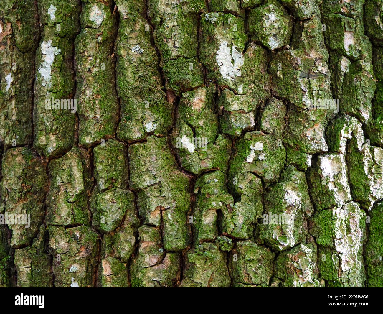 Dettaglio della pelle della natura. Vista dettagliata della corteccia degli alberi, evidenziando la complessa bellezza della superficie della natura. Foto Stock
