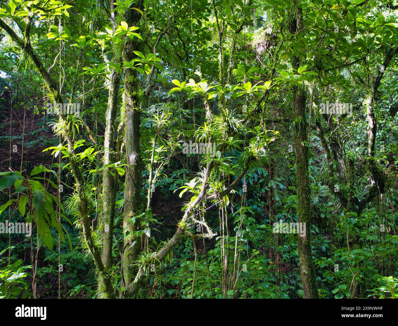 Foresta pluviale incontaminata e densa che mostra una vegetazione lussureggiante sul Vermont Nature Trail sull'isola caraibica di St Vincent. Foto Stock