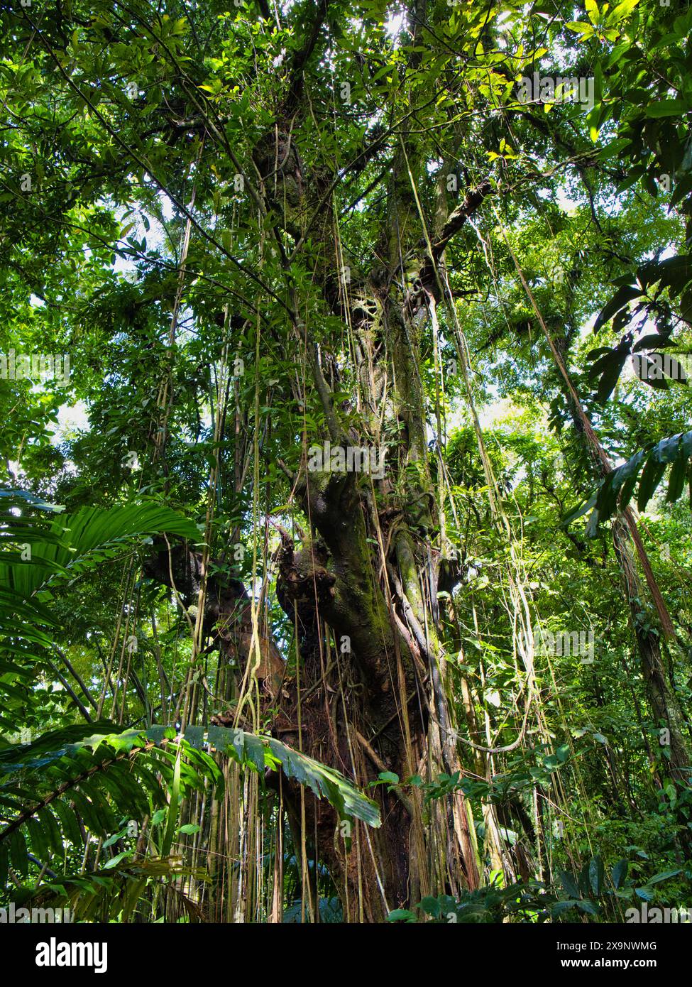 Foresta pluviale incontaminata e densa che mostra una vegetazione lussureggiante sul Vermont Nature Trail sull'isola caraibica di St Vincent. Foto Stock