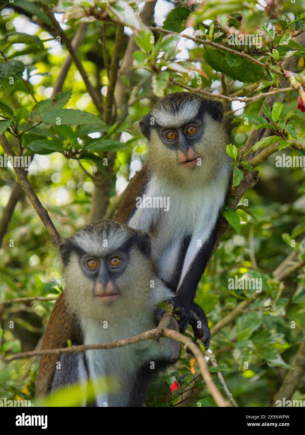Due scimmie mona in un albero sull'isola di Grenada nei Caraibi. Preso al Parco Nazionale di Grand Etang. Foto Stock