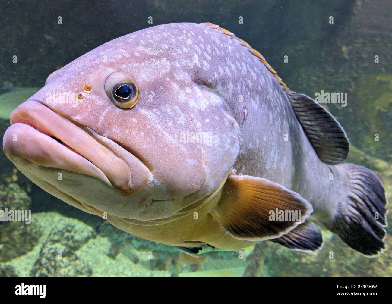 Grossi pesci di cernia nell'acquario Foto Stock