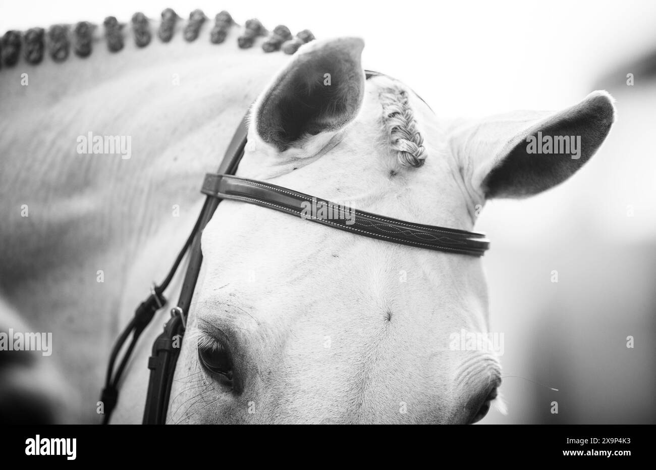 Un cavallo grigio è stato bagnato, intrecciato, truccato e pronto a gareggiare in un evento equestre di salto ostacoli in Canada. Foto Stock