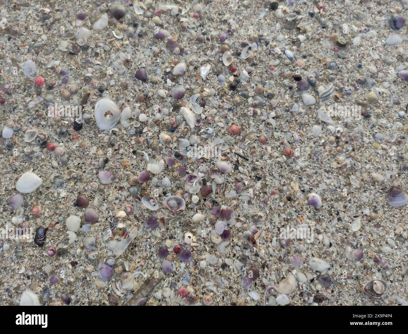 terreno di sabbia marrone con una collezione di piccole conchiglie sulla spiaggia Foto Stock