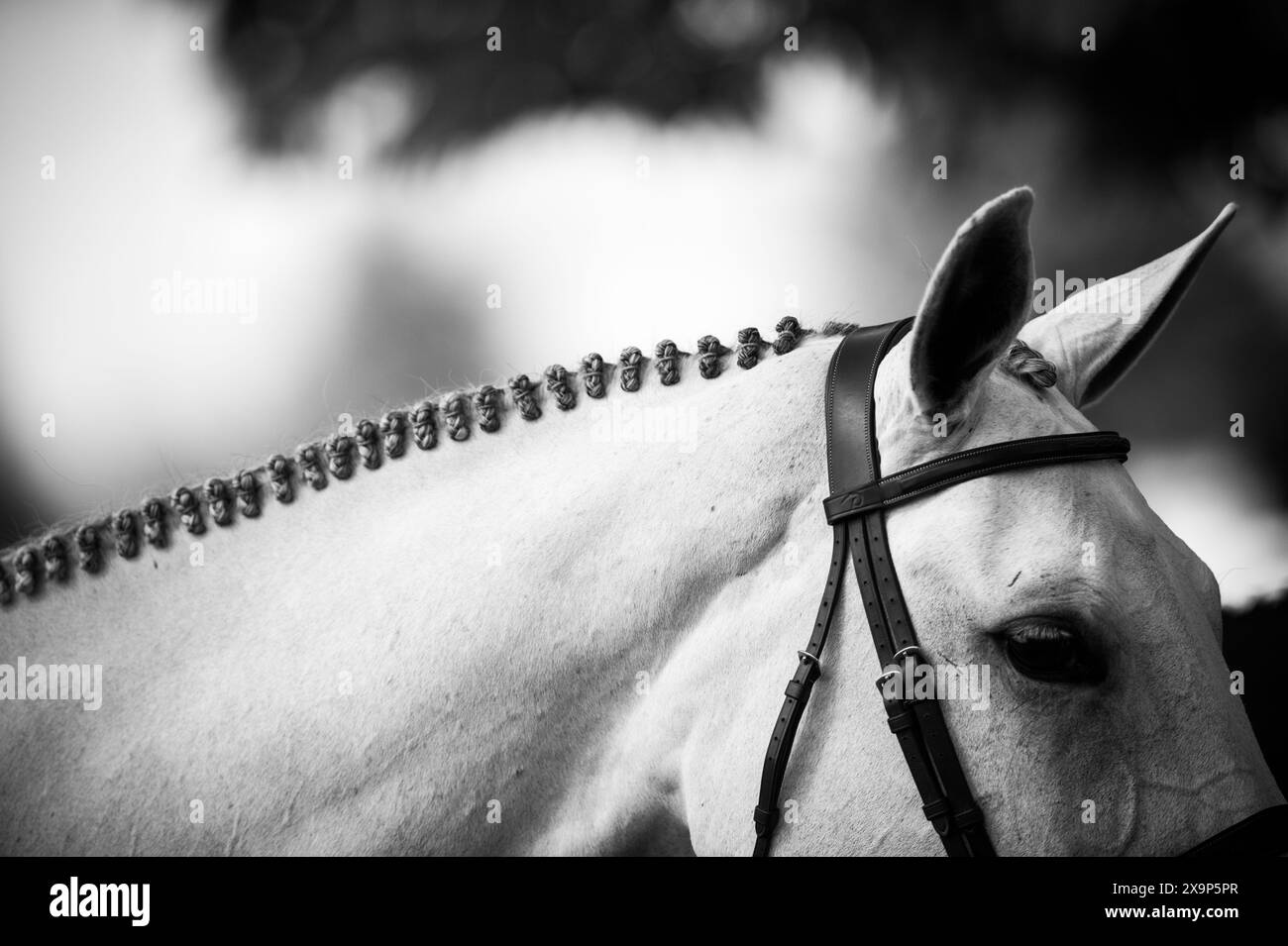 Un cavallo grigio è stato bagnato, intrecciato, truccato e pronto a gareggiare in un evento equestre di salto ostacoli in Canada. Foto Stock