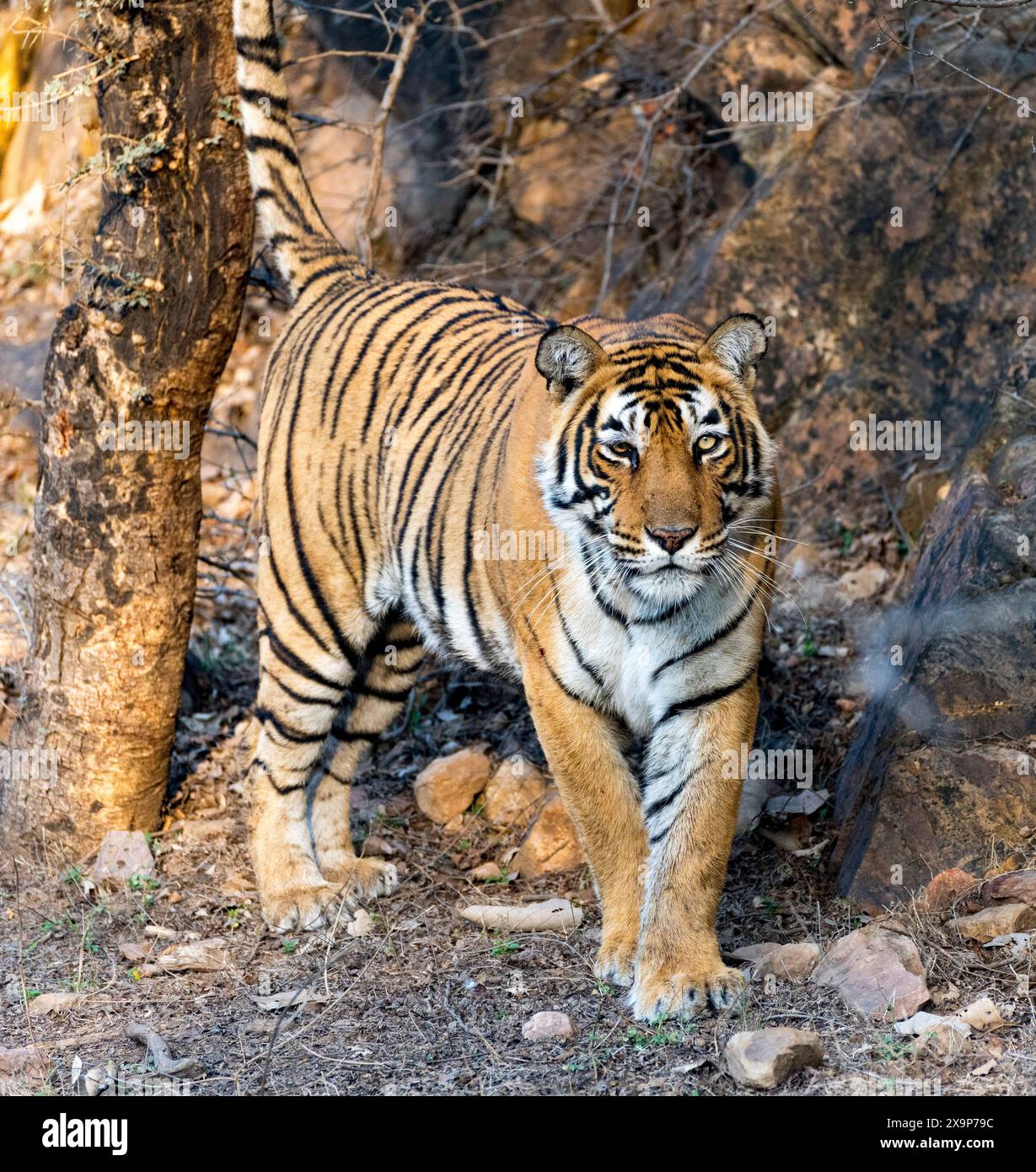 Splendido ritratto di una tigre che cammina attraverso la foresta, mostrando la sua potente presenza Foto Stock