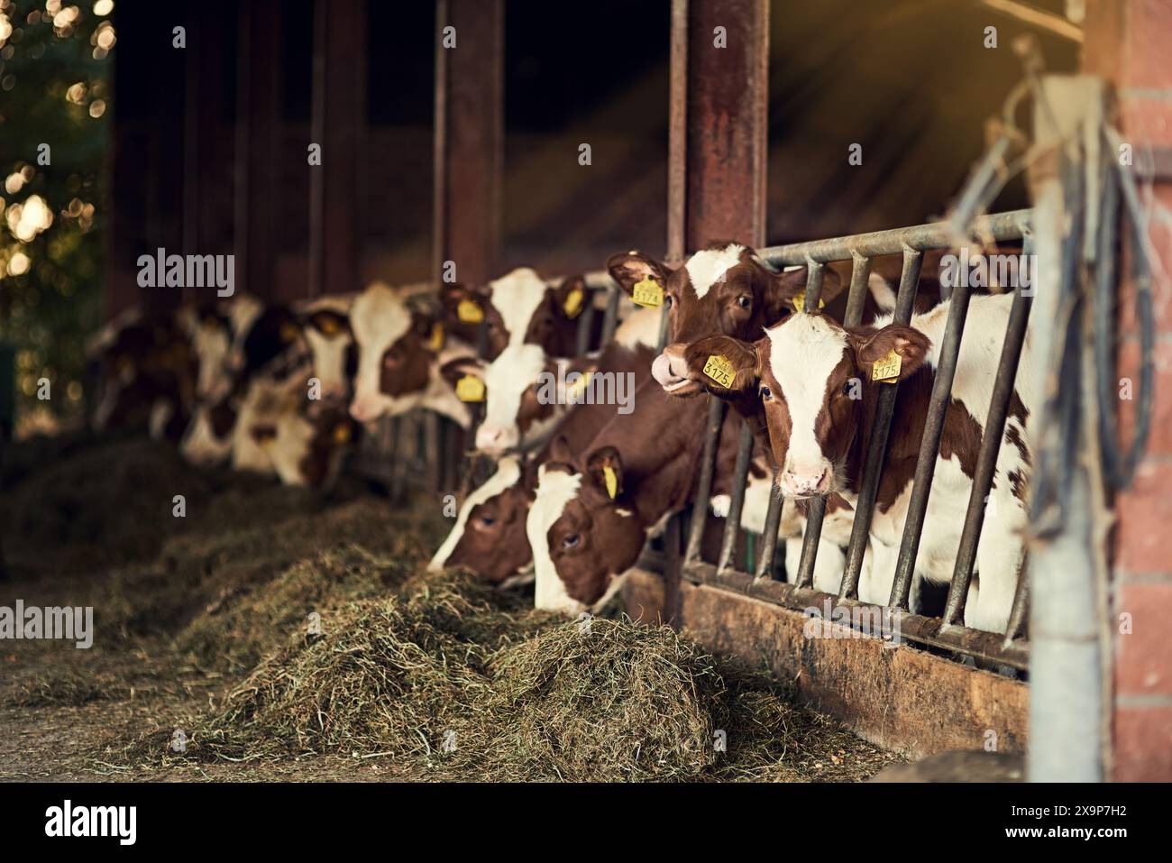 Allevamento di bovini, cancelli e mucche che mangiano in stalle per animali da latte, agricoltura sostenibile e produzione di carne bovina. Ecocompatibile, bestiame con erba per il cibo Foto Stock