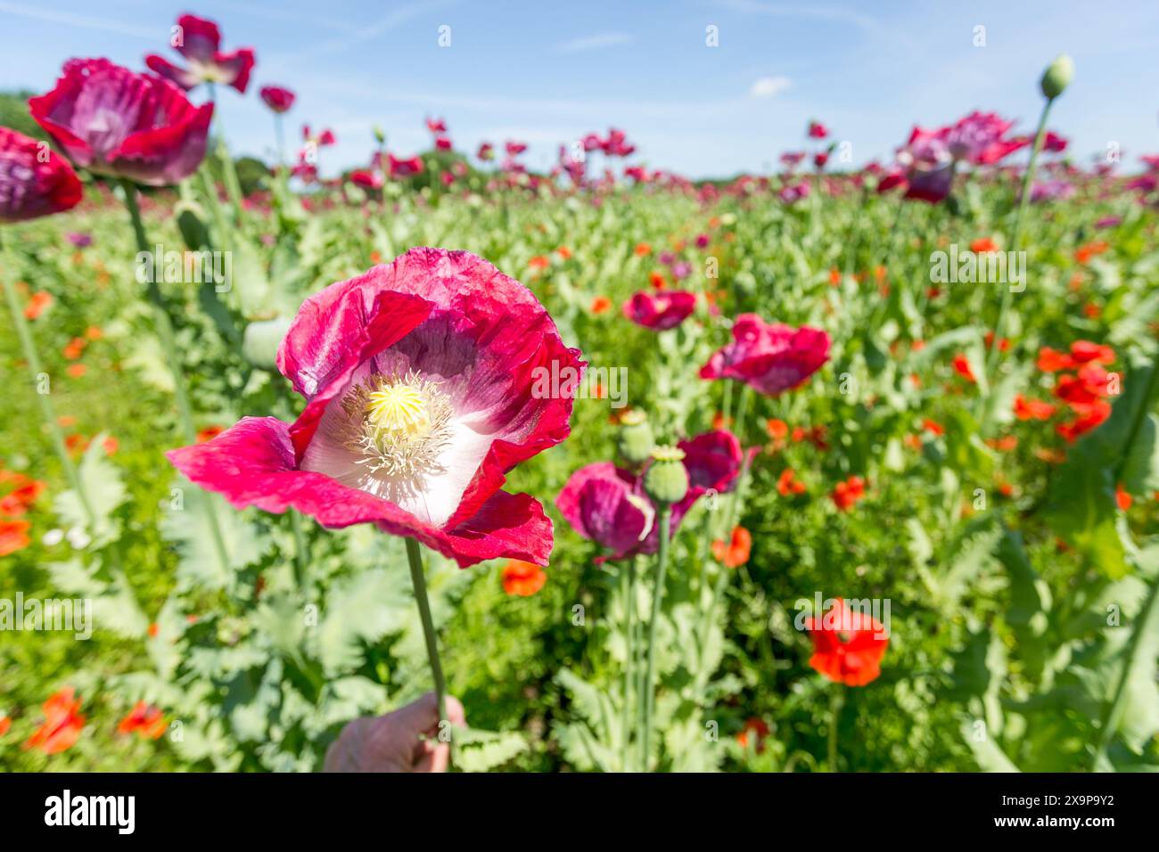 Shifnal, Shropshire, Regno Unito. 2 giugno 2024. Un gigantesco campo di papaveri vicino a Shifnal, nello Shropshire, è in piena fioritura. Crediti: Peter Lopeman/Alamy Live News Foto Stock