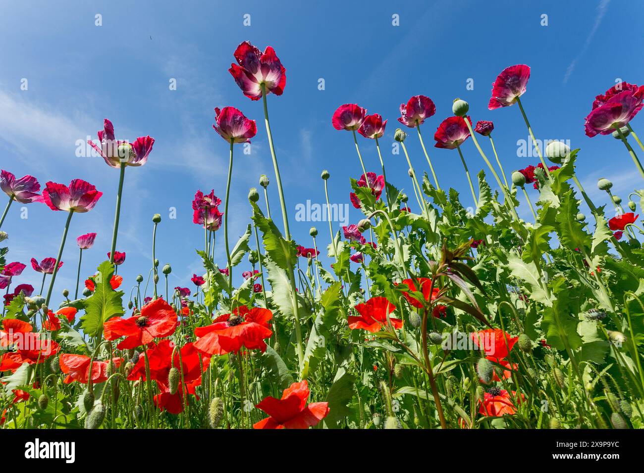 Shifnal, Shropshire, Regno Unito. 2 giugno 2024. Un gigantesco campo di papaveri vicino a Shifnal, nello Shropshire, è in piena fioritura. Crediti: Peter Lopeman/Alamy Live News Foto Stock