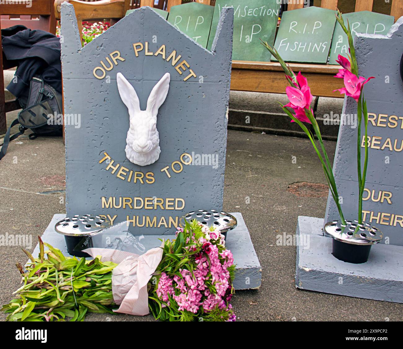 Glasgow, Scozia, Regno Unito. 2 giugno 2024: Festa nazionale dei diritti degli animali come attivisti degli animali la Animal Liberation Scotland si è riunita in piazza george per discorsi prima di marciare per protestare contro l'uccisione umana di animali. Credit Gerard Ferry/Alamy Live News Foto Stock