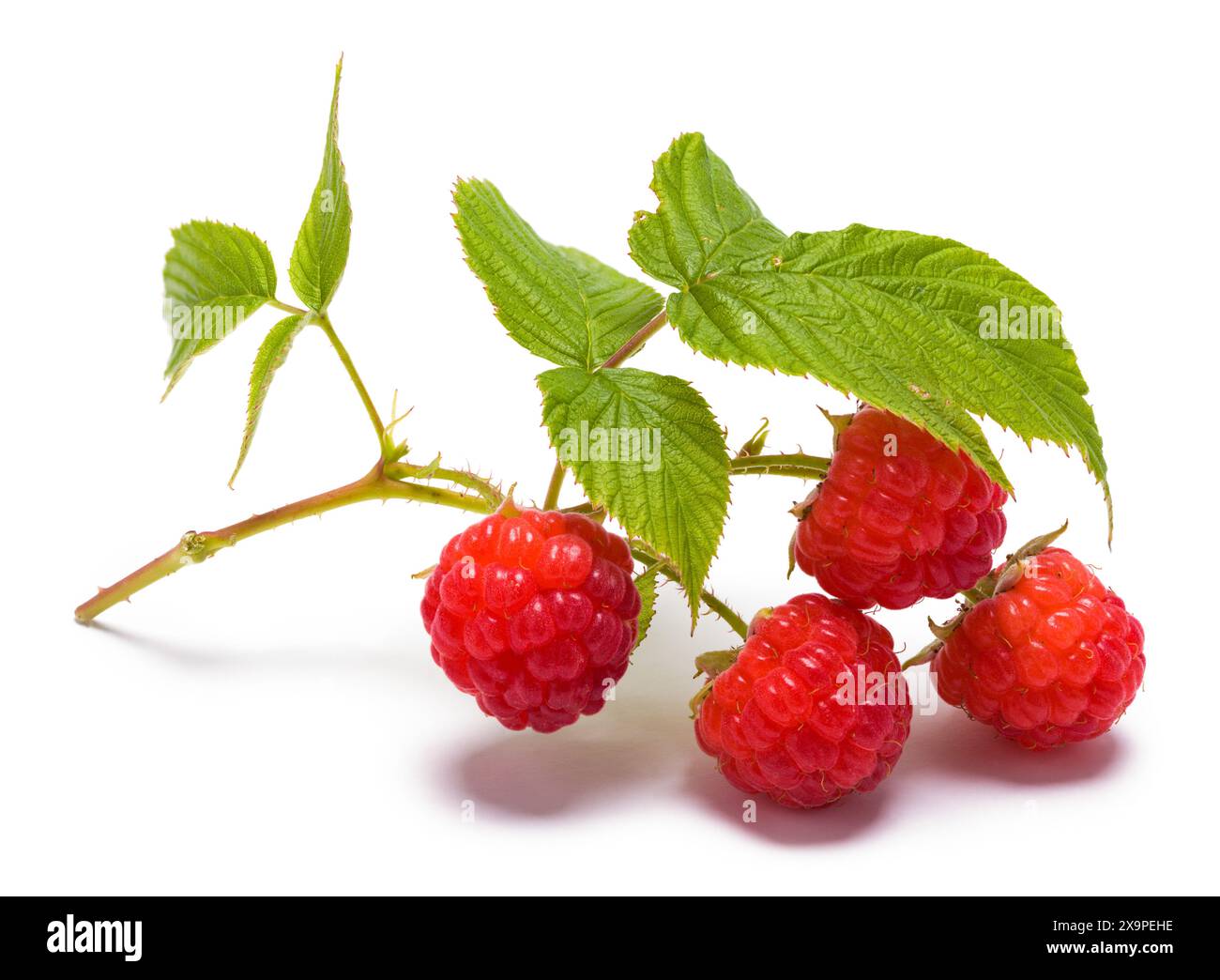 Lamponi su ramificazione ritagliati su bianco. Foto Stock