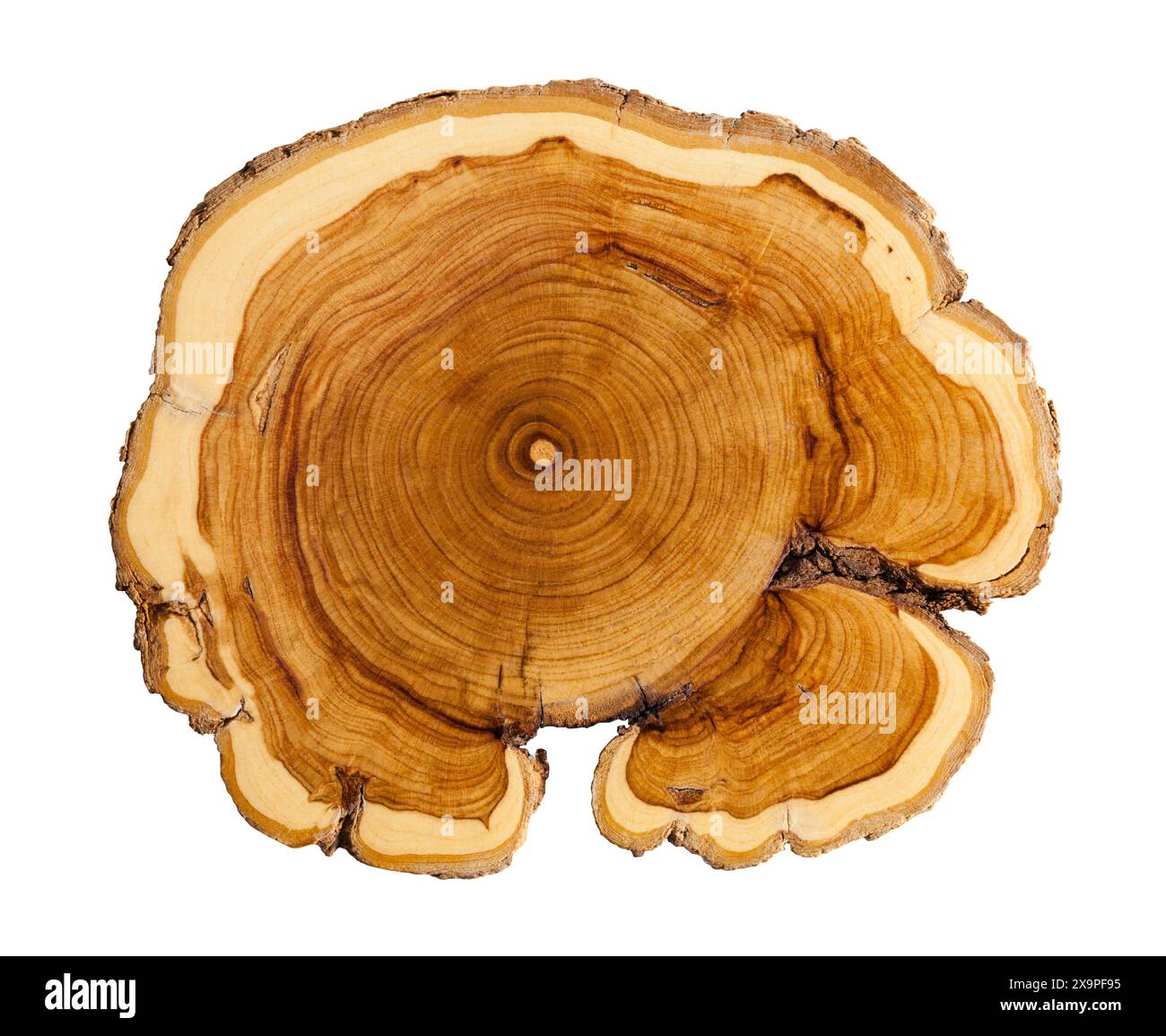 Intaglio della sezione trasversale dell'anello ad albero su bianco. Foto Stock