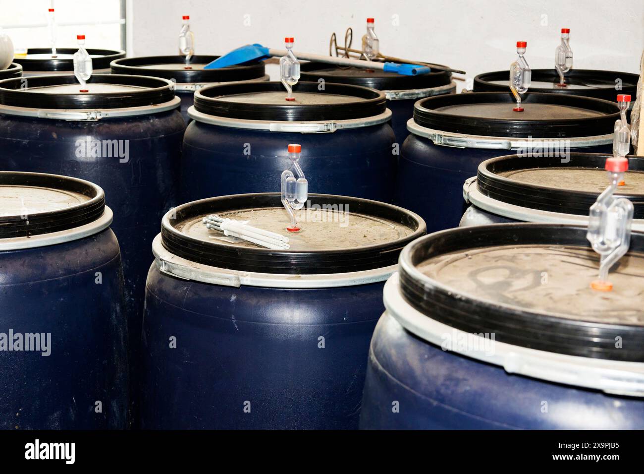 Una botte di plastica con uva tritata. Il processo di produzione del vino. Foto Stock