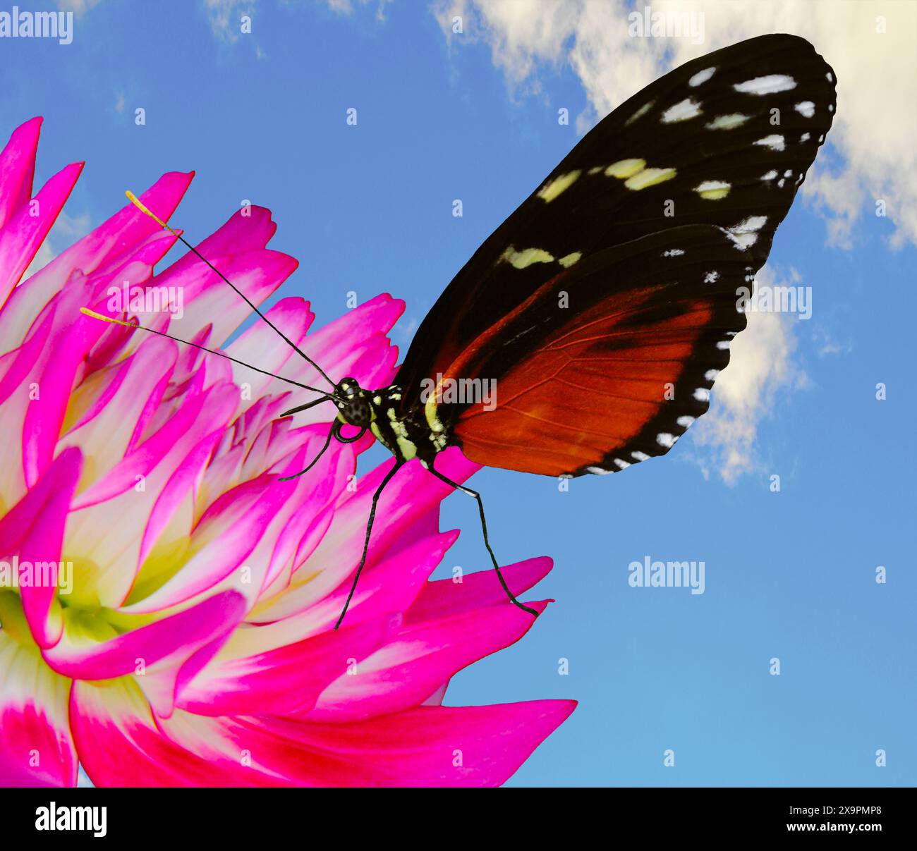 La farfalla Heliconius hecate impollina un fiore rosa e bianco di Dahlia con un cielo blu Foto Stock