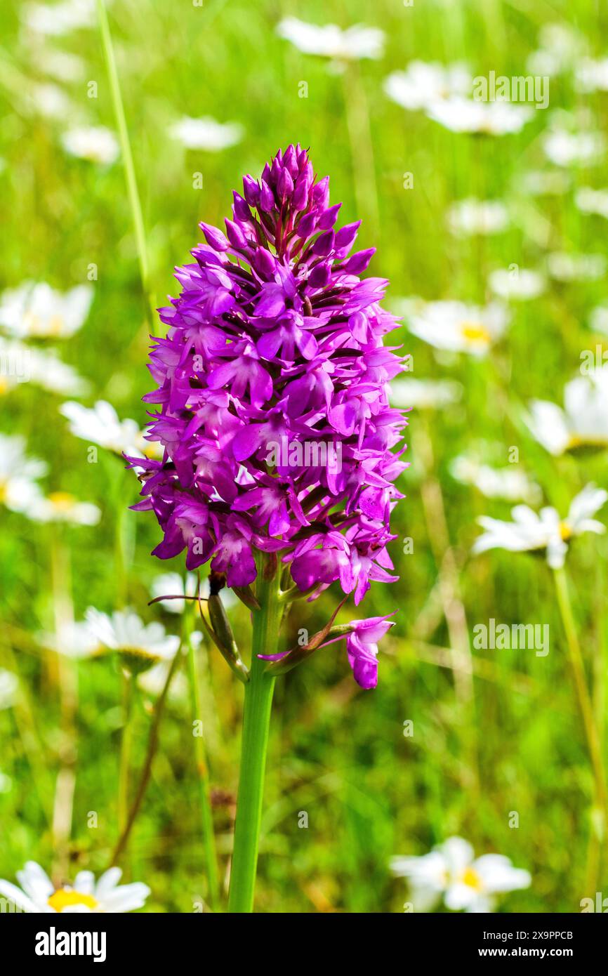 Orchidea fragrante comune (Gymnadenia conopsea) - sud-Touraine, Francia centrale. Foto Stock