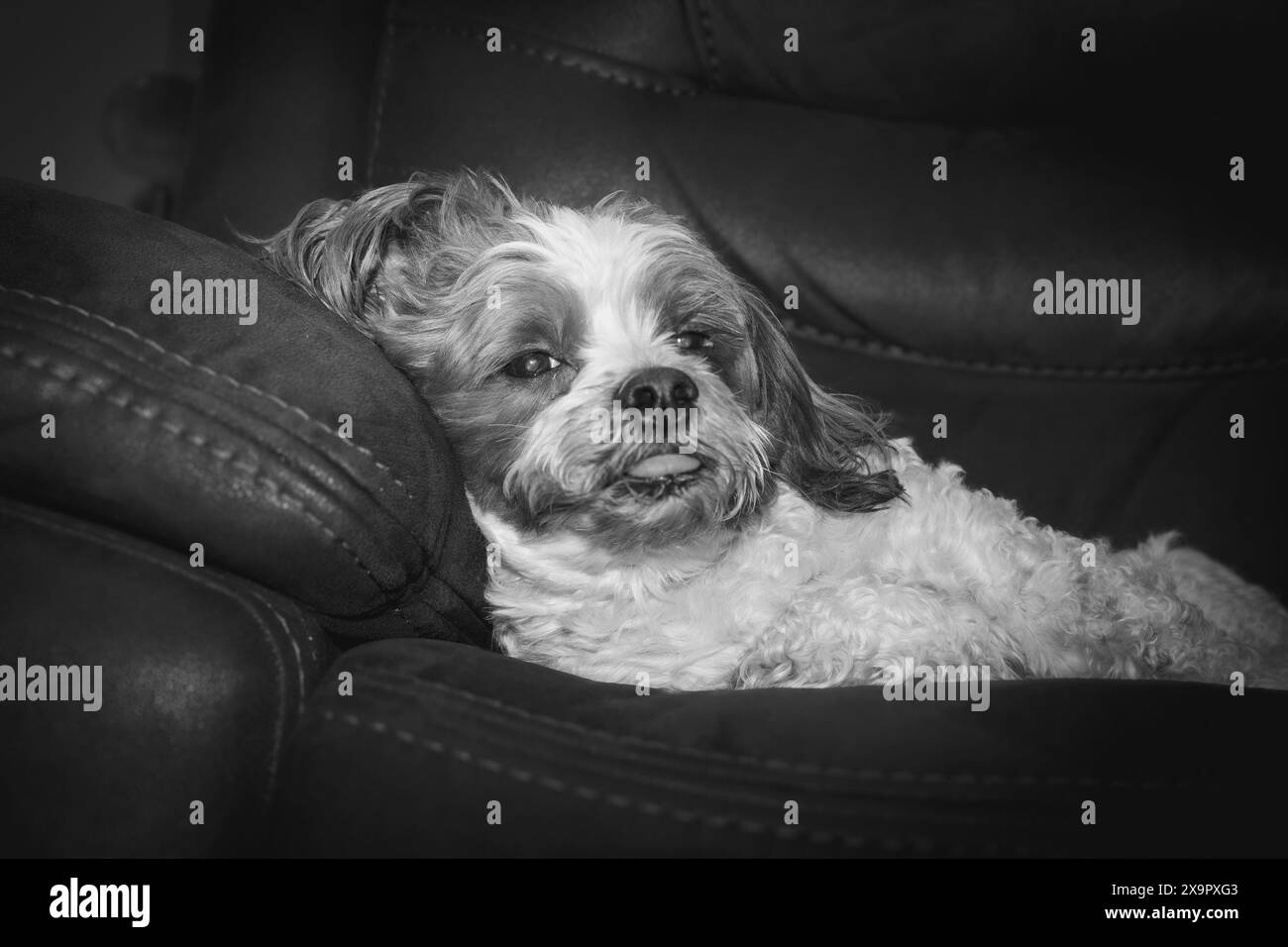 Cane pigro che si stende su un divano o una sedia. Immagine in bianco e nero. Foto Stock