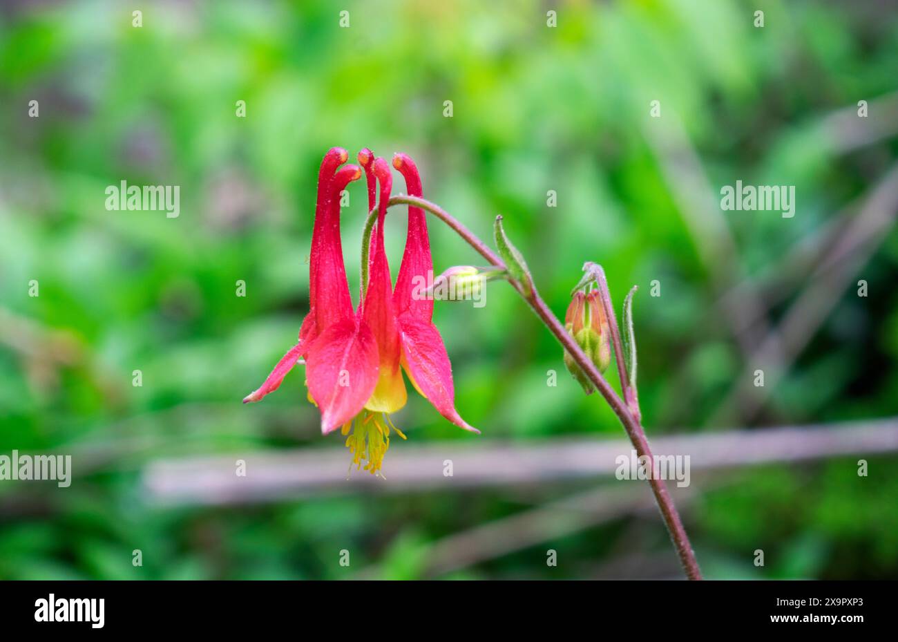 Fiore di columbine rosso pallido cosparso di polline, su sfondo verde sfocato e grigio -01 Foto Stock