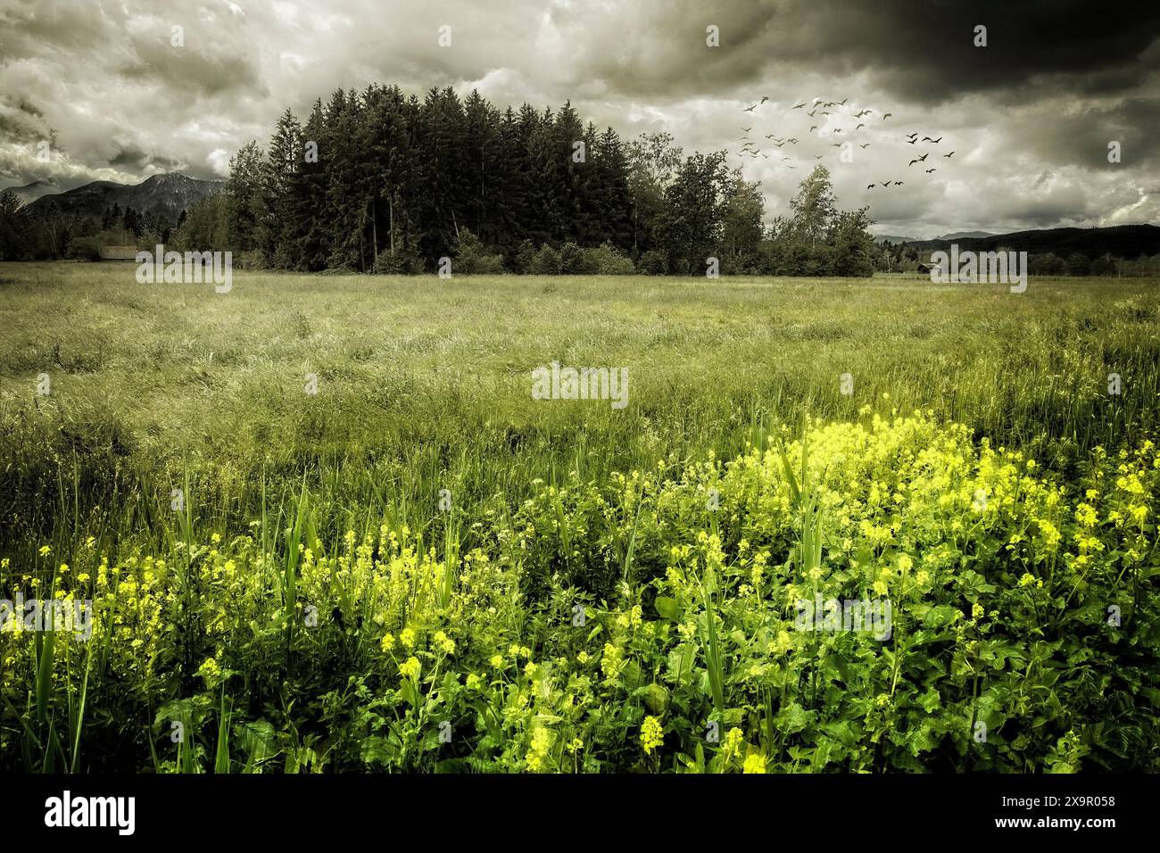ARTE FOTOGRAFICA: Loisach Moorland scena vicino a Bichl, Oberbayern, Germania Foto Stock