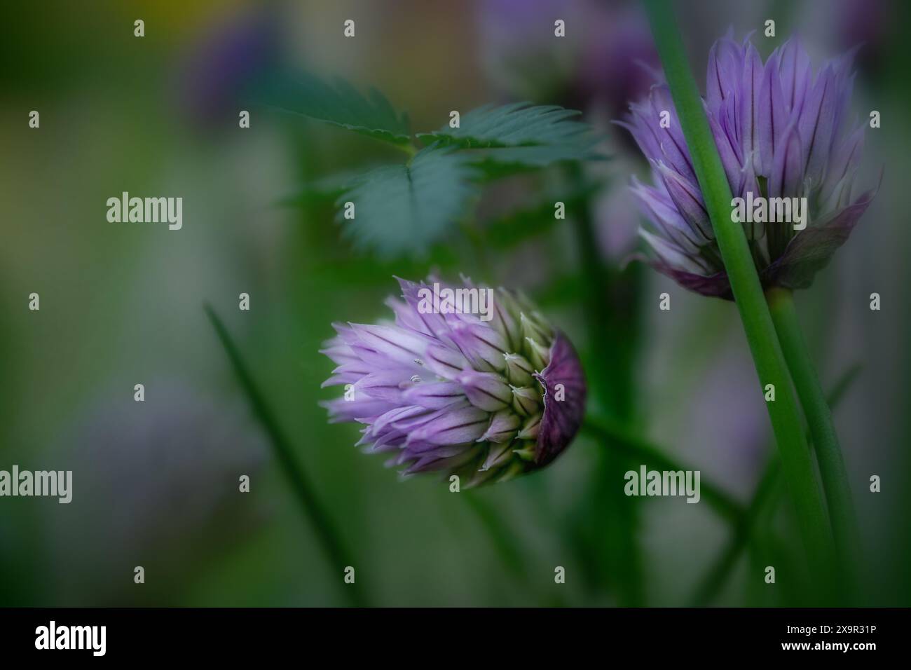 Fiori viola di erba cipollina, foto macro su uno sfondo verde tenue nel giardino delle erbe, spazio di copia, messa a fuoco selezionata, profondità di campo molto stretta Foto Stock