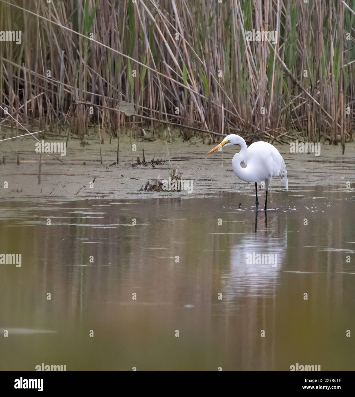 Great Egret Wading in un habitat paludoso ad Amherstburg, Ontario, in primavera Foto Stock